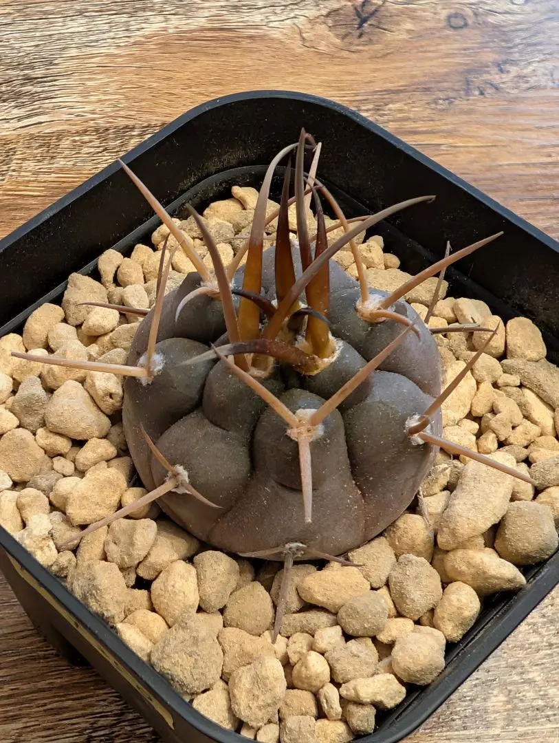 2026年最新】守金魔天竜の人気アイテム - メルカリ