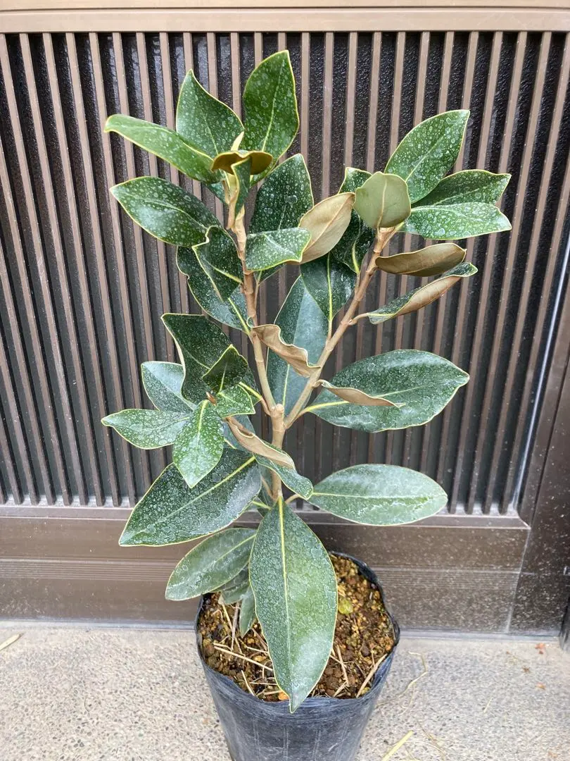 2026年最新】タイサンボク リトルジェム 苗の人気アイテム - メルカリ