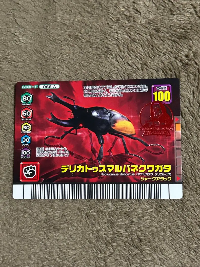 2026年最新】デリカトゥスマルバネクワガタの人気アイテム - メルカリ