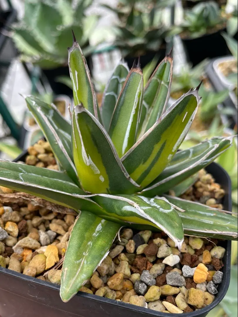 2026年最新】笹の雪 ジャイアントの人気アイテム - メルカリ