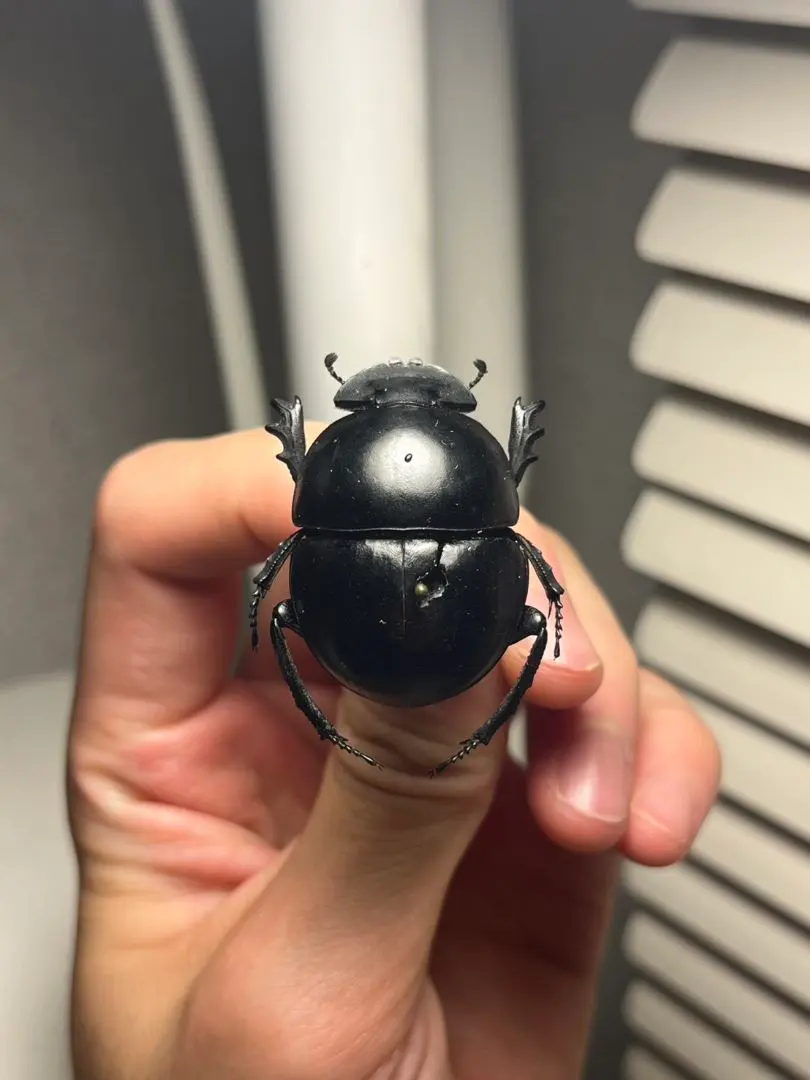 2026年最新】フンコロガシ 標本の人気アイテム - メルカリ