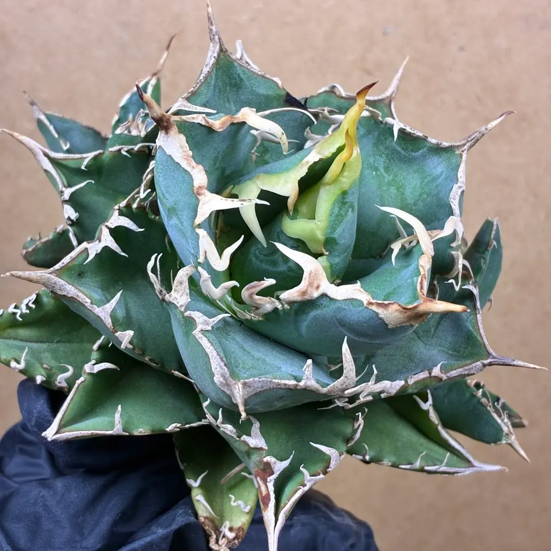 2026年最新】アガベスーパーボールの人気アイテム - メルカリ