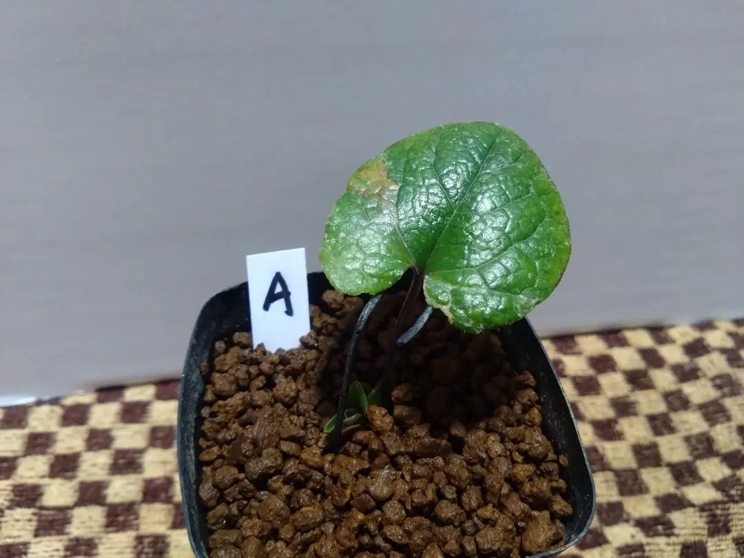 2026年最新】カンアオイ斑入りの人気アイテム - メルカリ