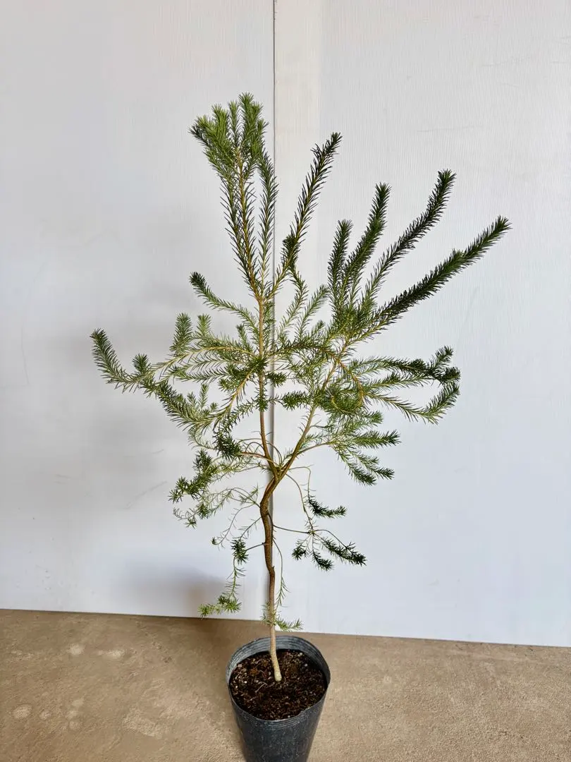 2026年最新】ヒースバンクシアの人気アイテム - メルカリ