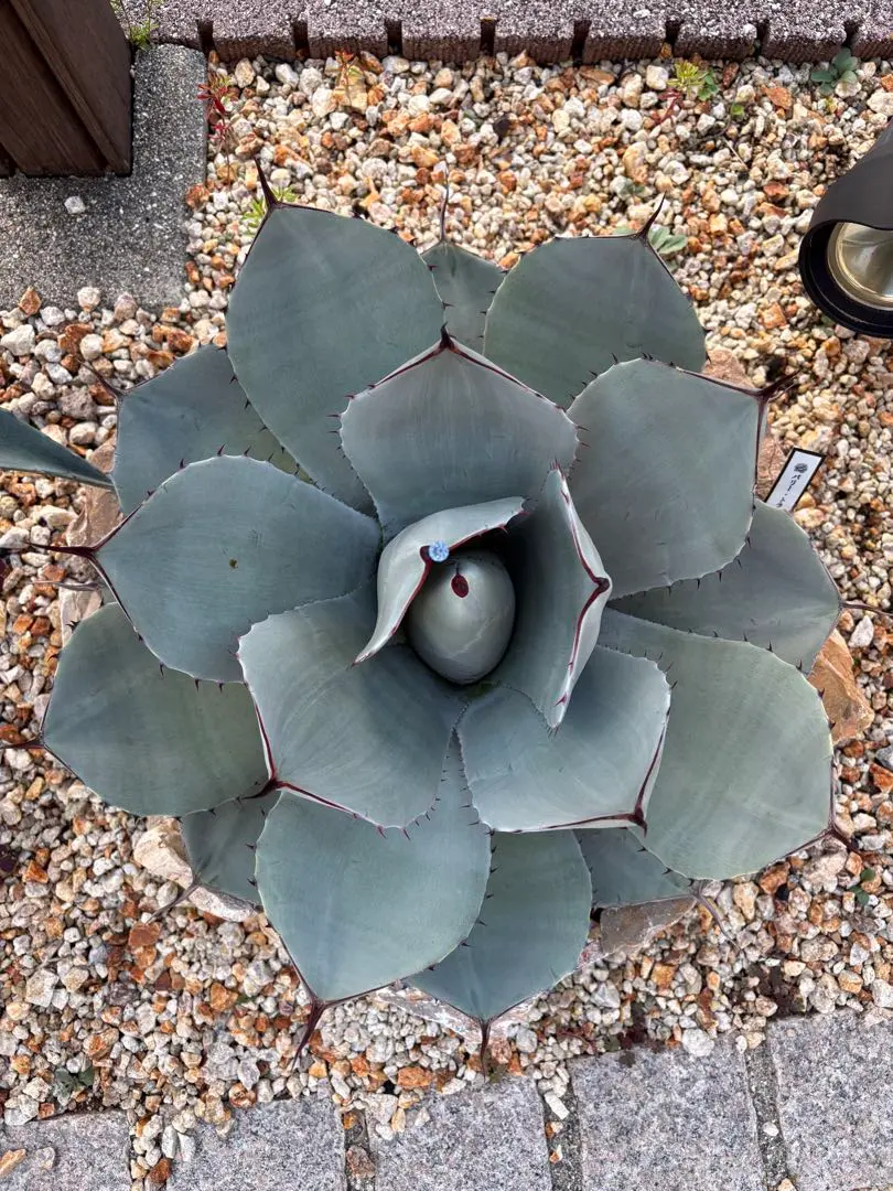 2026年最新】アガベ パリー ハンティントンの人気アイテム - メルカリ