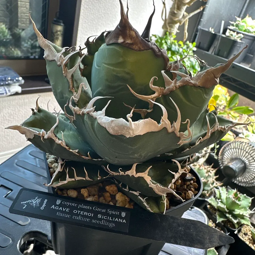 2026年最新】シチリア アガベの人気アイテム - メルカリ