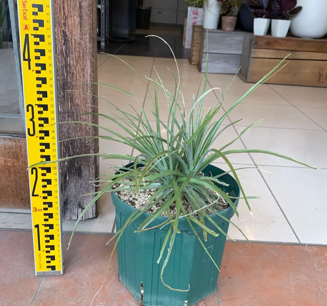 2026年最新】プヤ セルーレアの人気アイテム - メルカリ