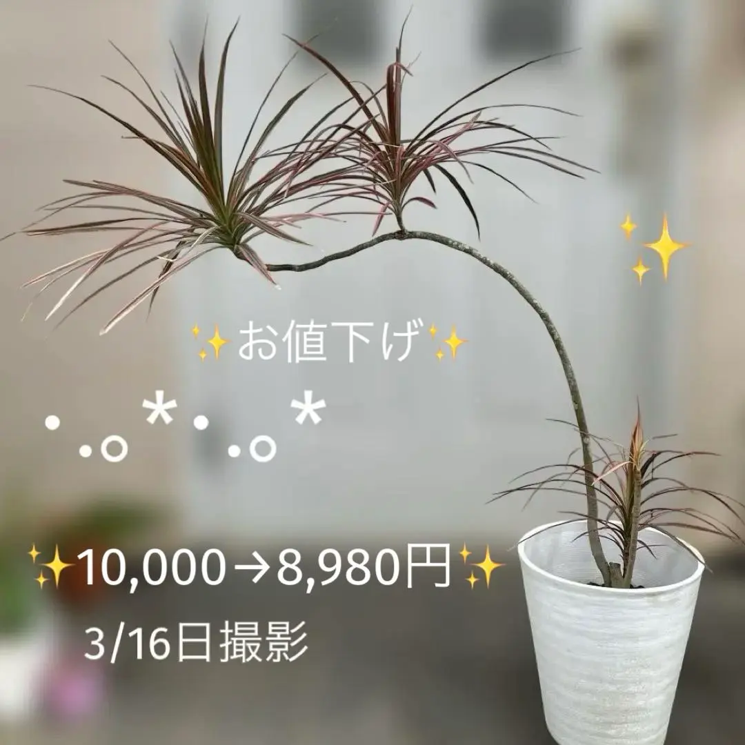 2026年最新】ドラセナ レインボーの人気アイテム - メルカリ