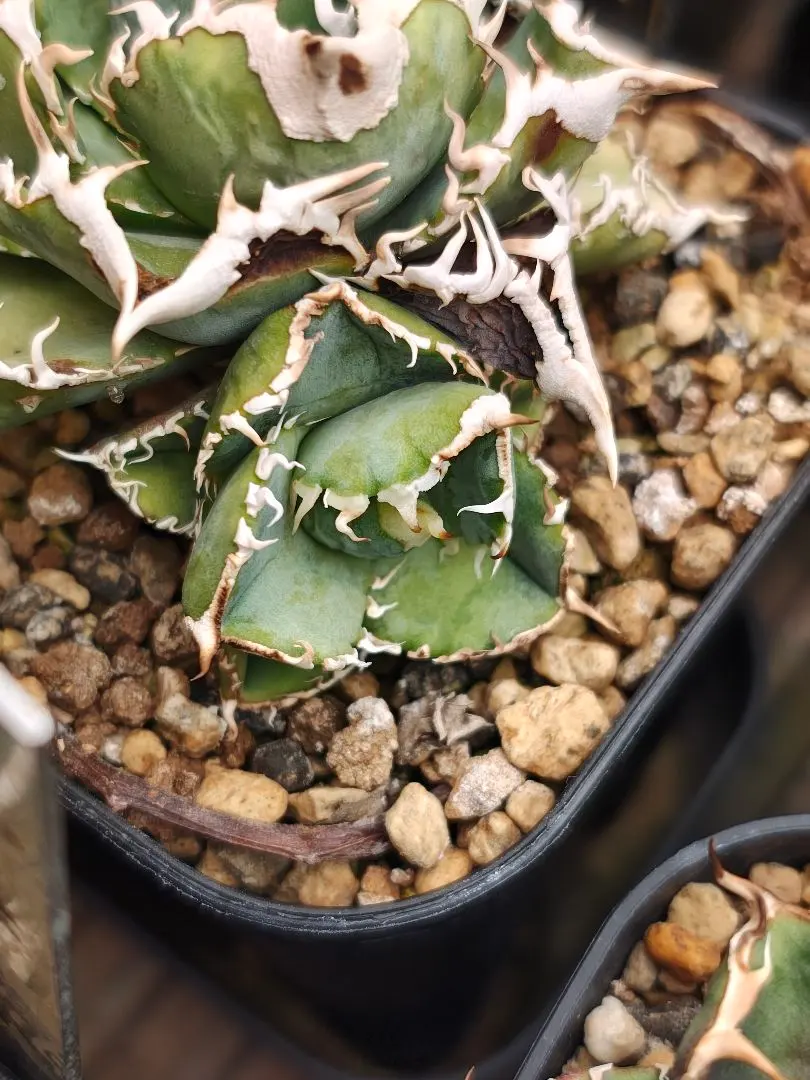 2026年最新】ivory wa アガベの人気アイテム - メルカリ