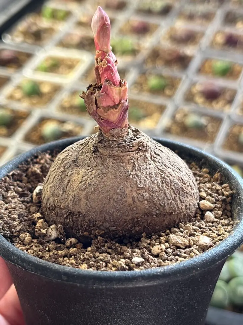 2026年最新】ユーフォルビア薔薇大戟の人気アイテム - メルカリ