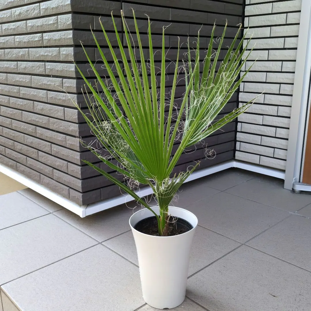 2026年最新】ワシントンヤシの人気アイテム - メルカリ