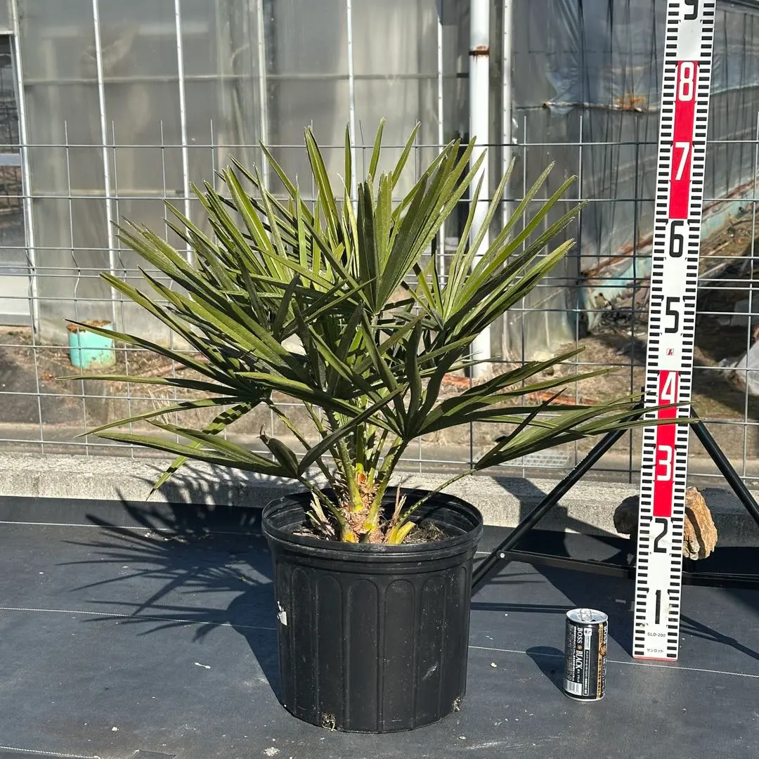 2026年最新】チャメロップスの人気アイテム - メルカリ