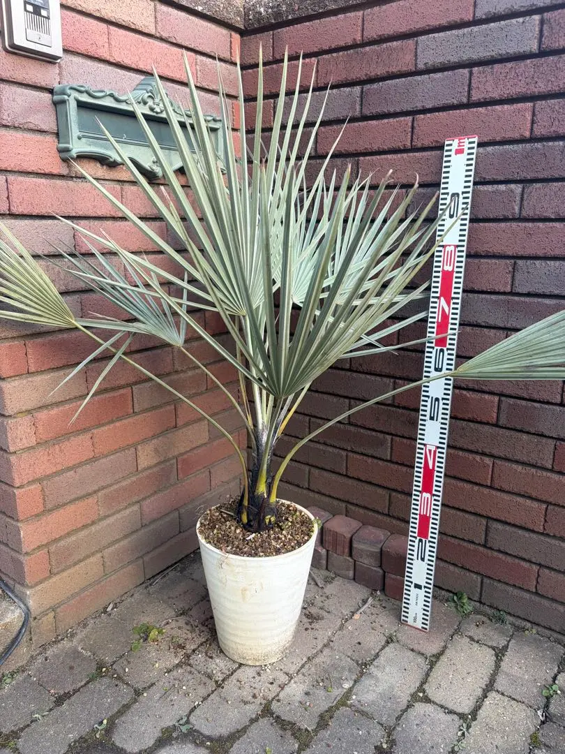 2026年最新】ブラヘア アルマータの人気アイテム - メルカリ