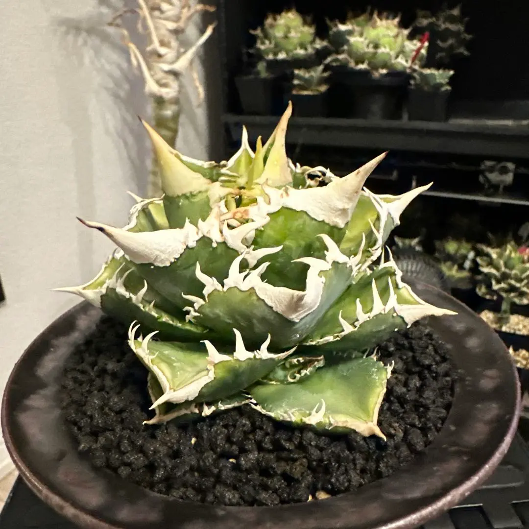 2026年最新】大白鯊 lizeの人気アイテム - メルカリ