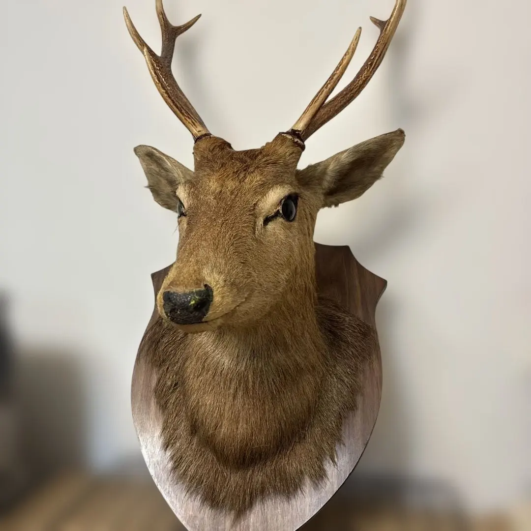 2026年最新】剥製本物 鹿の人気アイテム - メルカリ