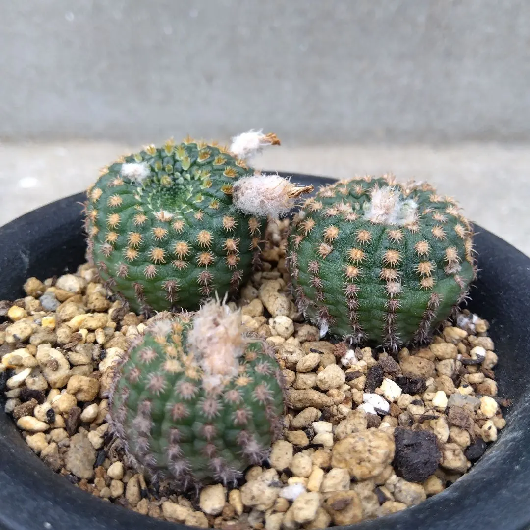 2026年最新】フライレア 豹の子の人気アイテム - メルカリ