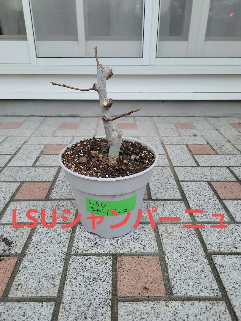 2026年最新】lsuシャンパーニュの人気アイテム - メルカリ