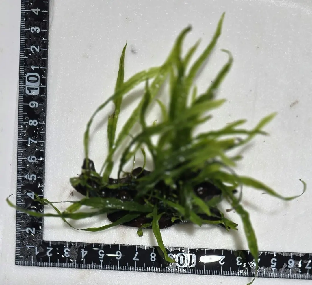 2026年最新】ミクロソリウム スモールリーフの人気アイテム - メルカリ