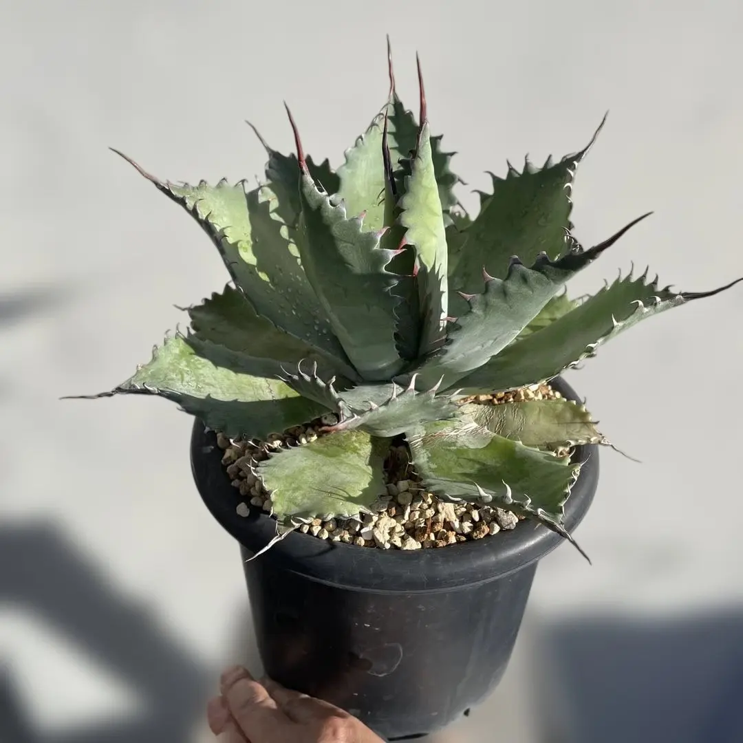 2026年最新】パライシ アガベの人気アイテム - メルカリ