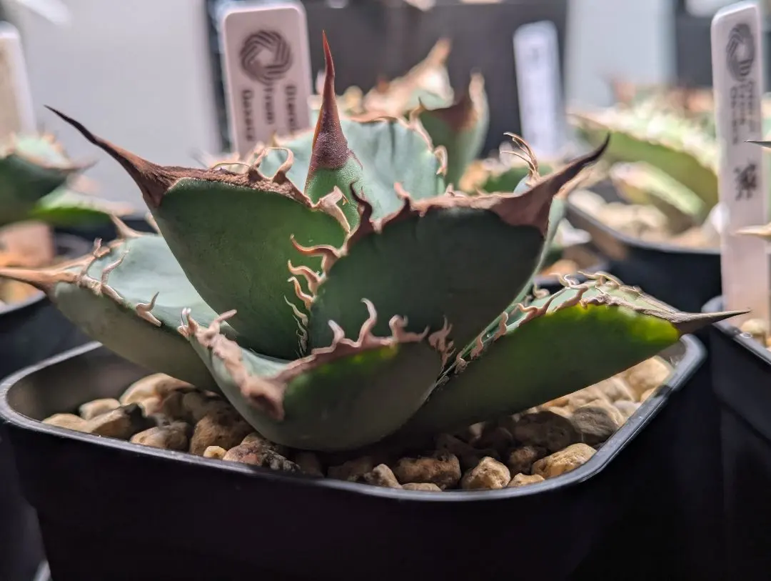 2026年最新】オアハカオテロイの人気アイテム - メルカリ