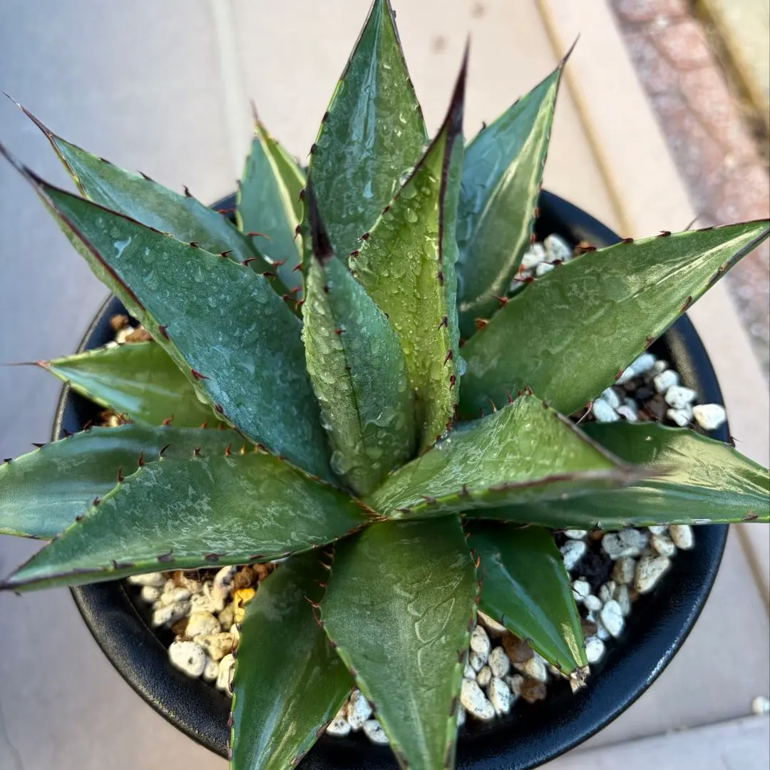 2026年最新】ショータイム アガベの人気アイテム - メルカリ