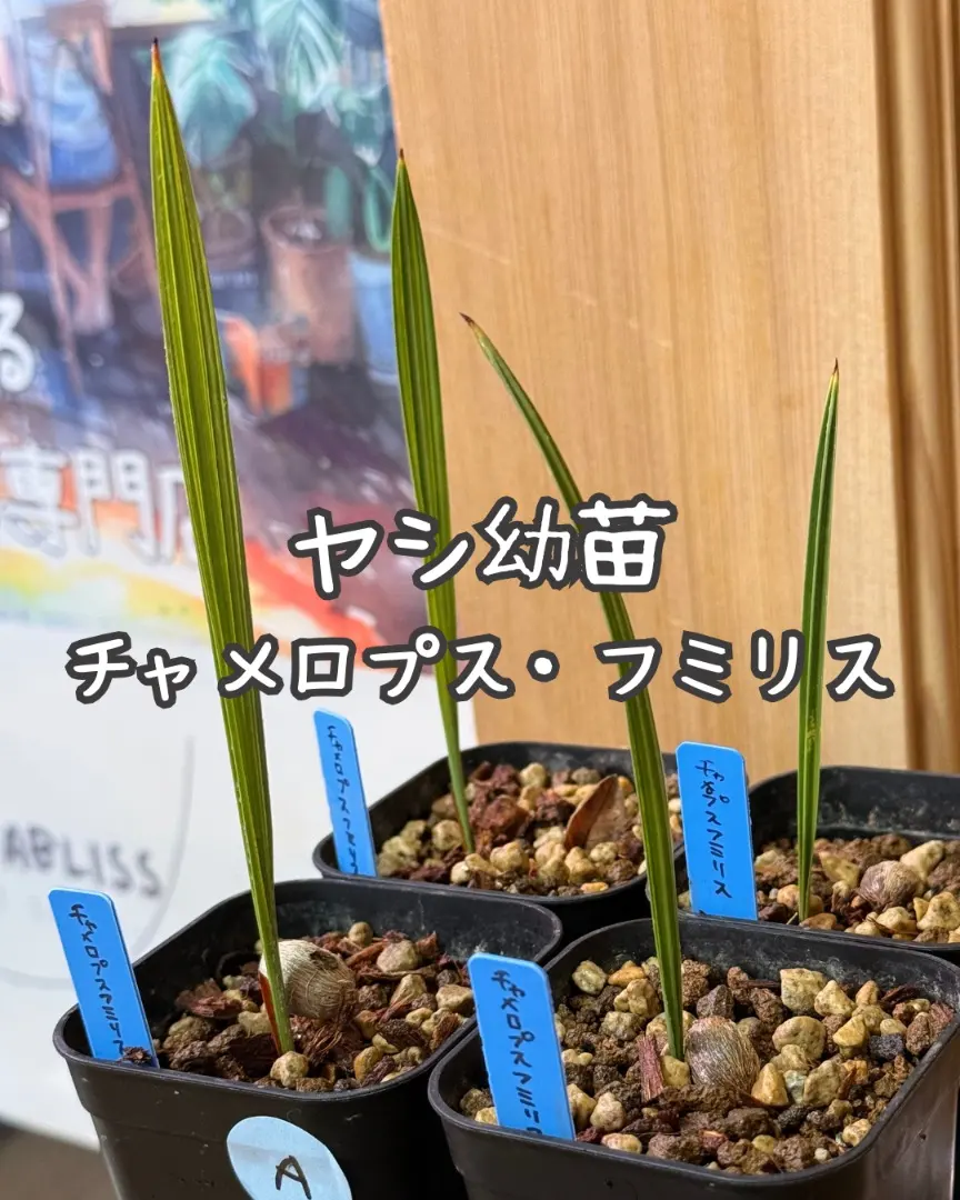 2026年最新】チャメロプスの人気アイテム - メルカリ