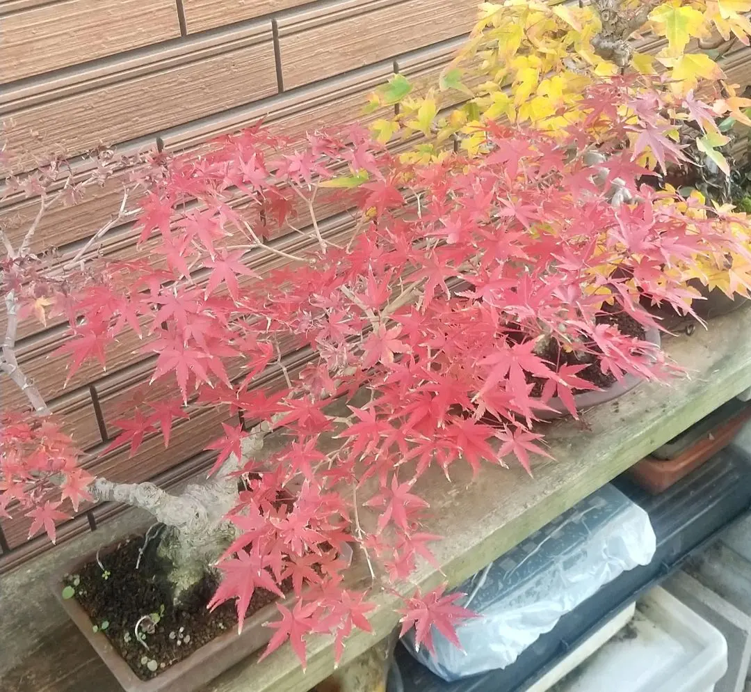 2026年最新】山もみじ盆栽の人気アイテム - メルカリ