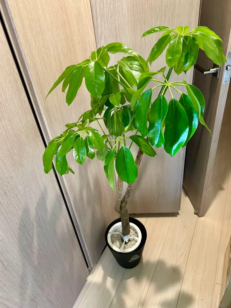 2026年最新】ブラッサイアの人気アイテム - メルカリ