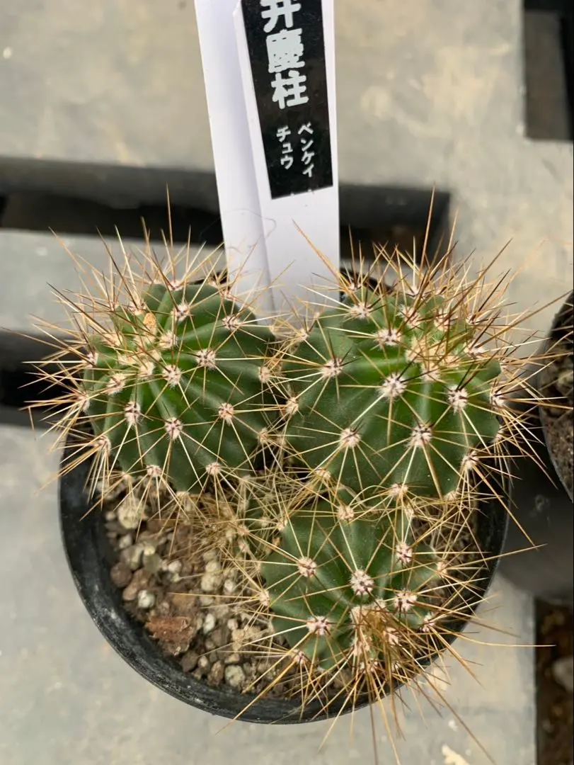 2026年最新】弁慶柱の人気アイテム - メルカリ