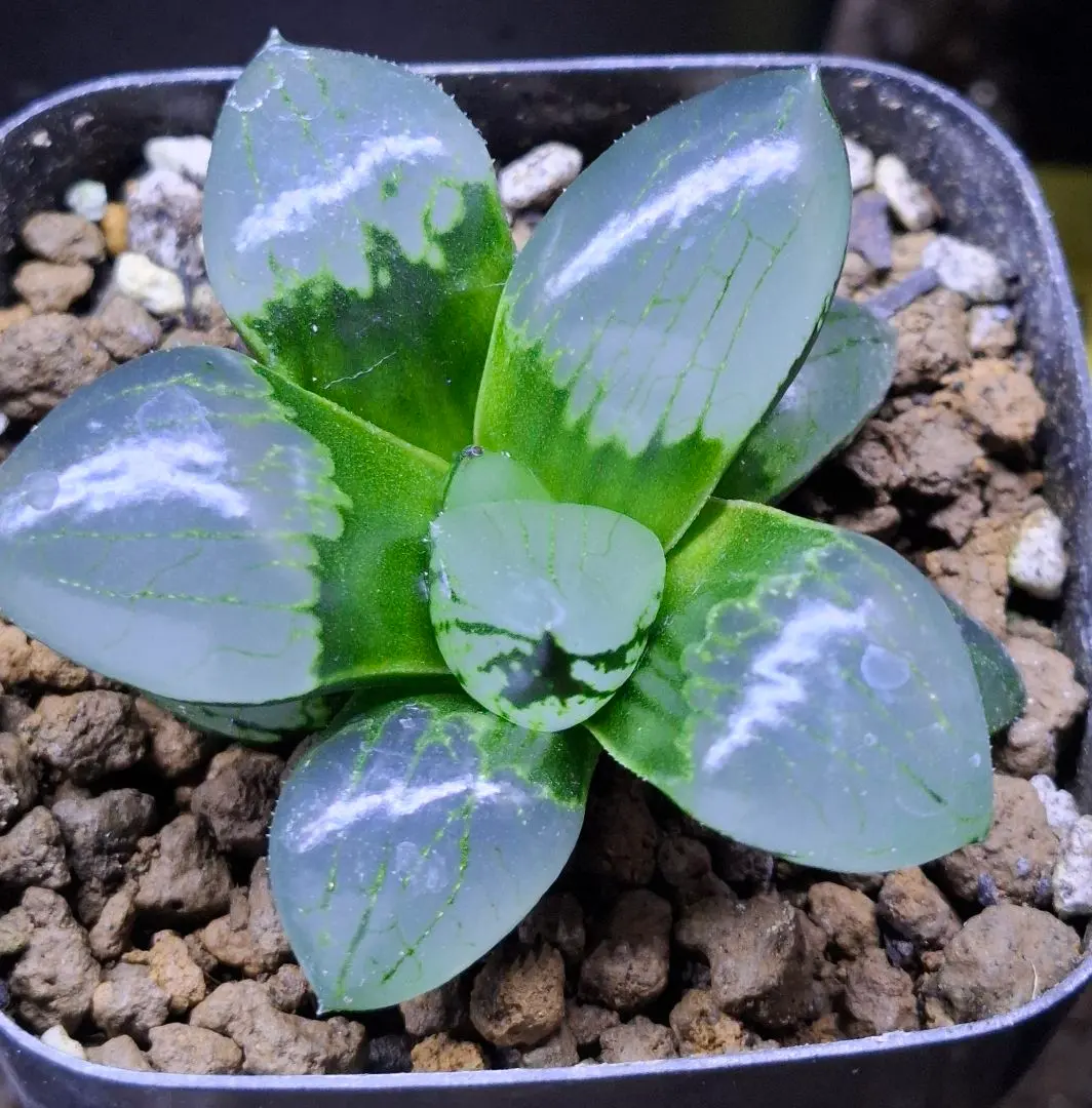 2026年最新】裏般若 ハオルチアの人気アイテム - メルカリ