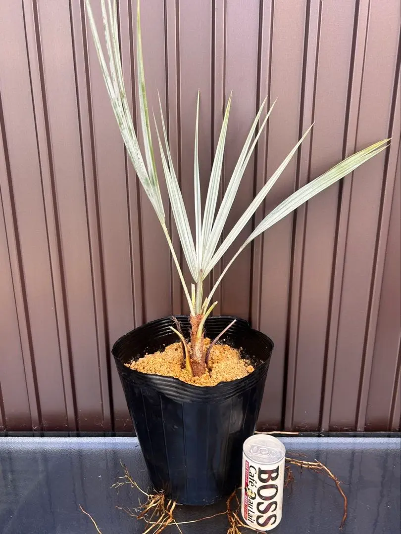 2026年最新】ブラヘアアルマータの人気アイテム - メルカリ