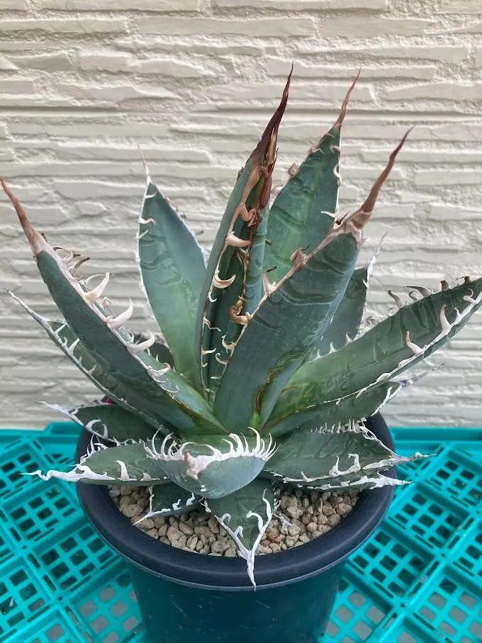 2026年最新】アガベ 帝釈天の人気アイテム - メルカリ