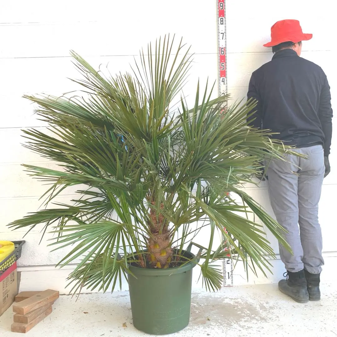 2026年最新】チャメロップスの人気アイテム - メルカリ