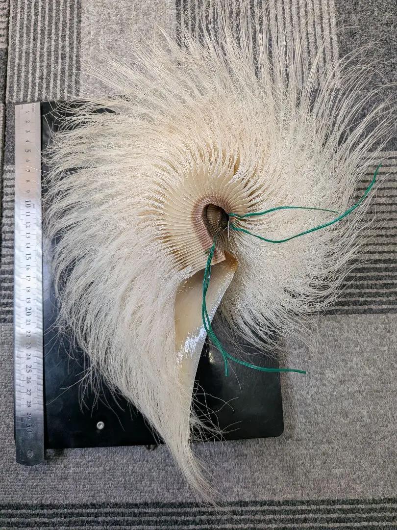 2026年最新】鯨の髭の人気アイテム - メルカリ