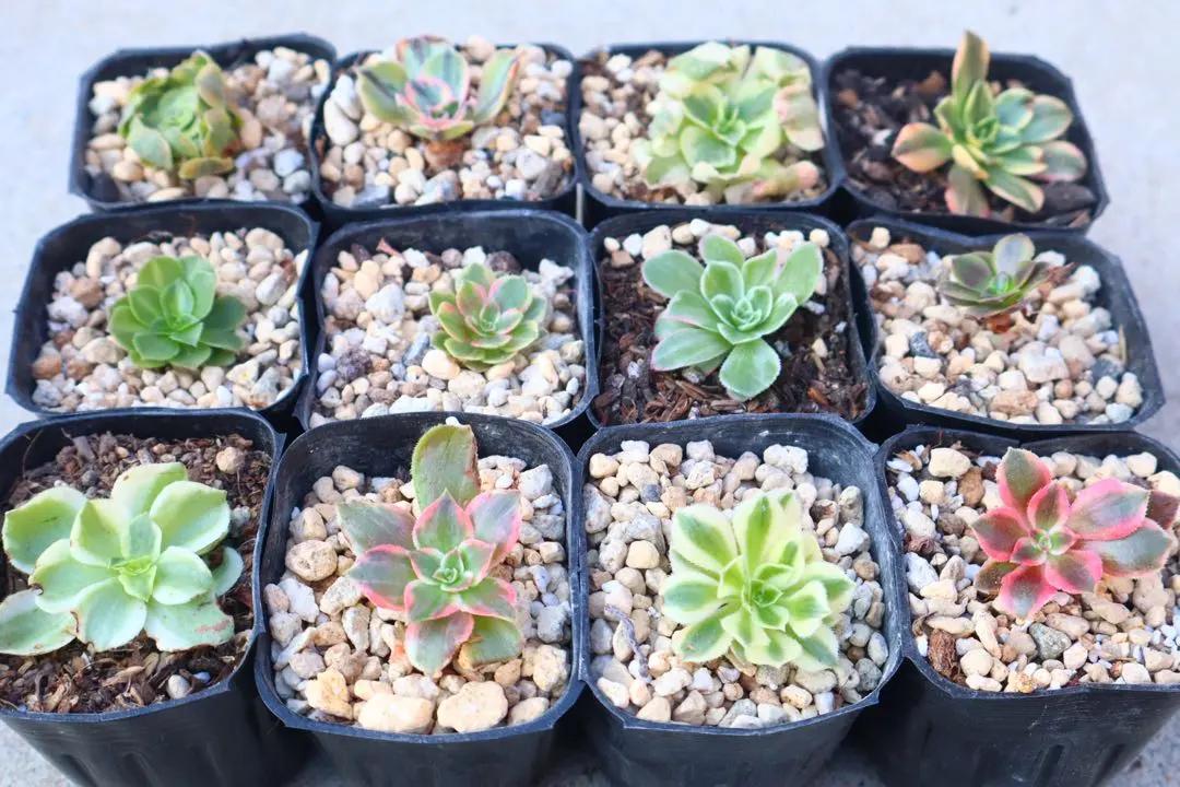 2026年最新】ブロンズメダル錦の人気アイテム - メルカリ