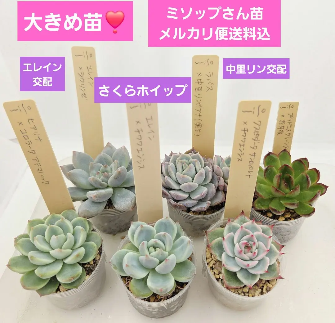 2026年最新】タネから多肉 ミソップさん苗の人気アイテム - メルカリ