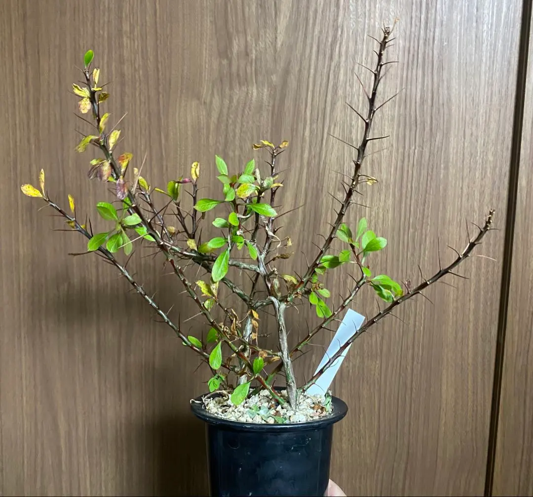 2026年最新】プルプシー 挿木の人気アイテム - メルカリ