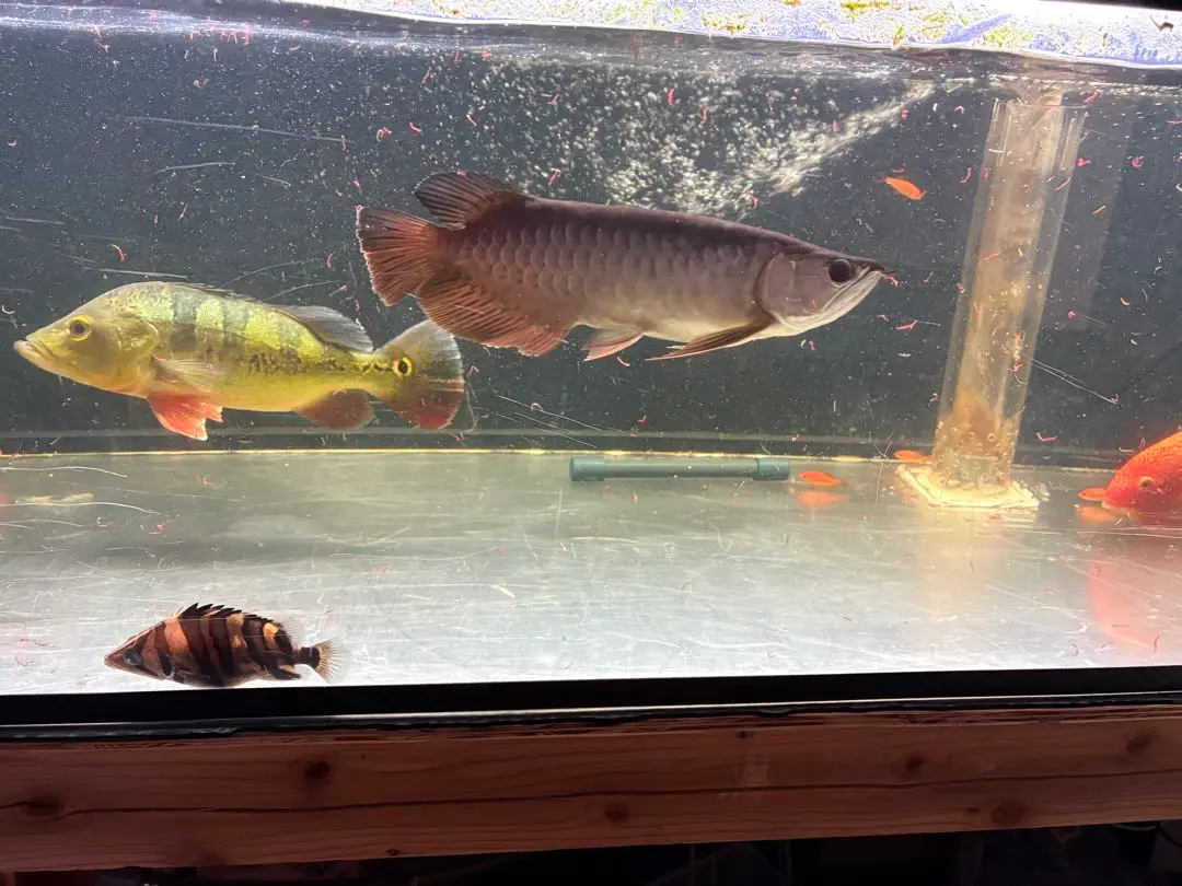 2026年最新】アロワナ ライトの人気アイテム - メルカリ