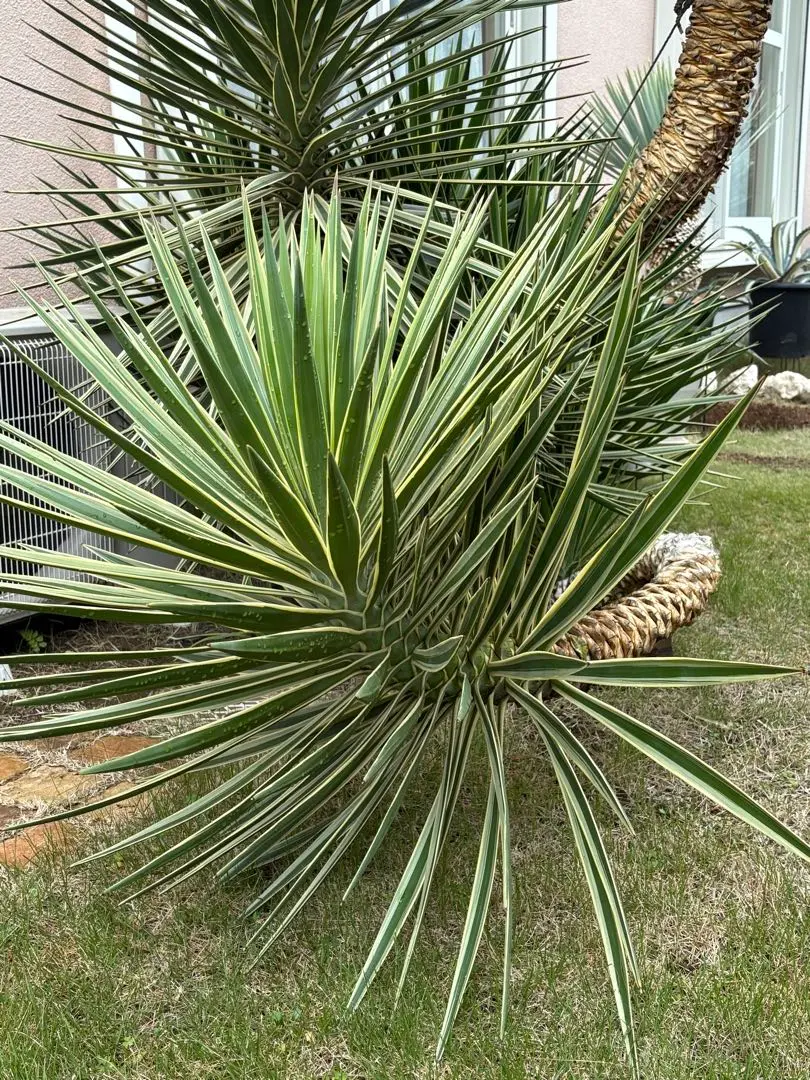 2026年最新】センジュランの人気アイテム - メルカリ