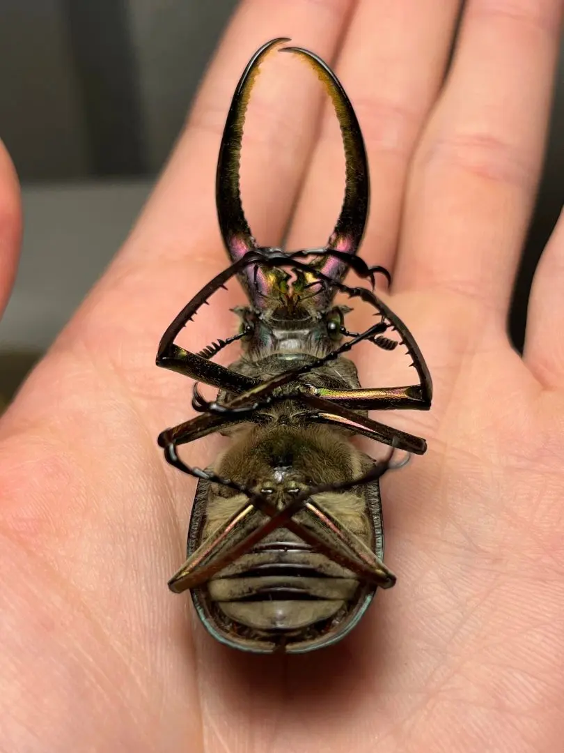 2026年最新】チリクワガタ 標本の人気アイテム - メルカリ