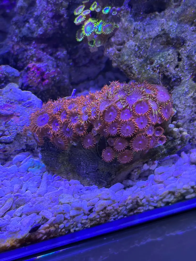 2026年最新】マメスナの人気アイテム - メルカリ