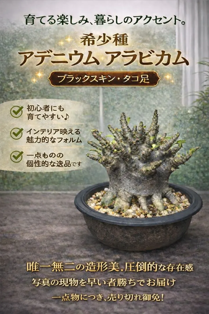 2026年最新】タコ足 アデニウムの人気アイテム - メルカリ