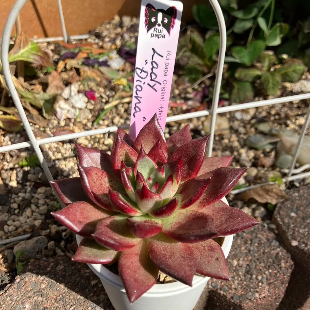 2026年最新】ルイパパさん苗の人気アイテム - メルカリ