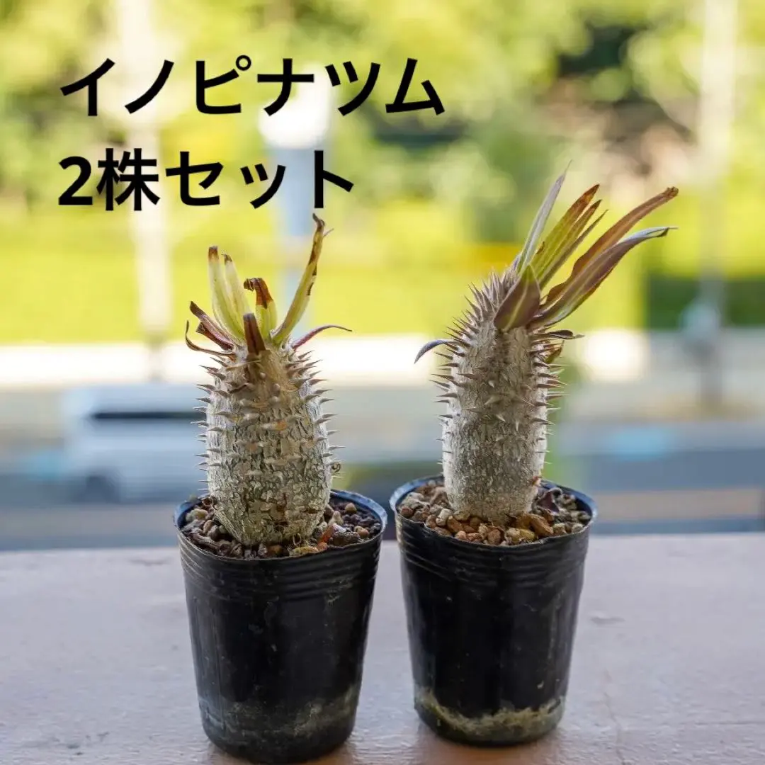 2026年最新】イノピナツムの人気アイテム - メルカリ