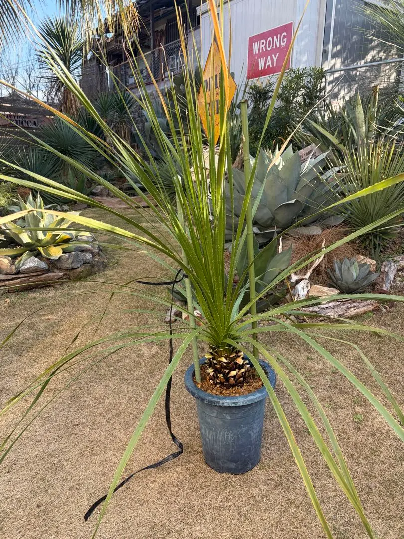 2026年最新】ダシリリオンの人気アイテム - メルカリ