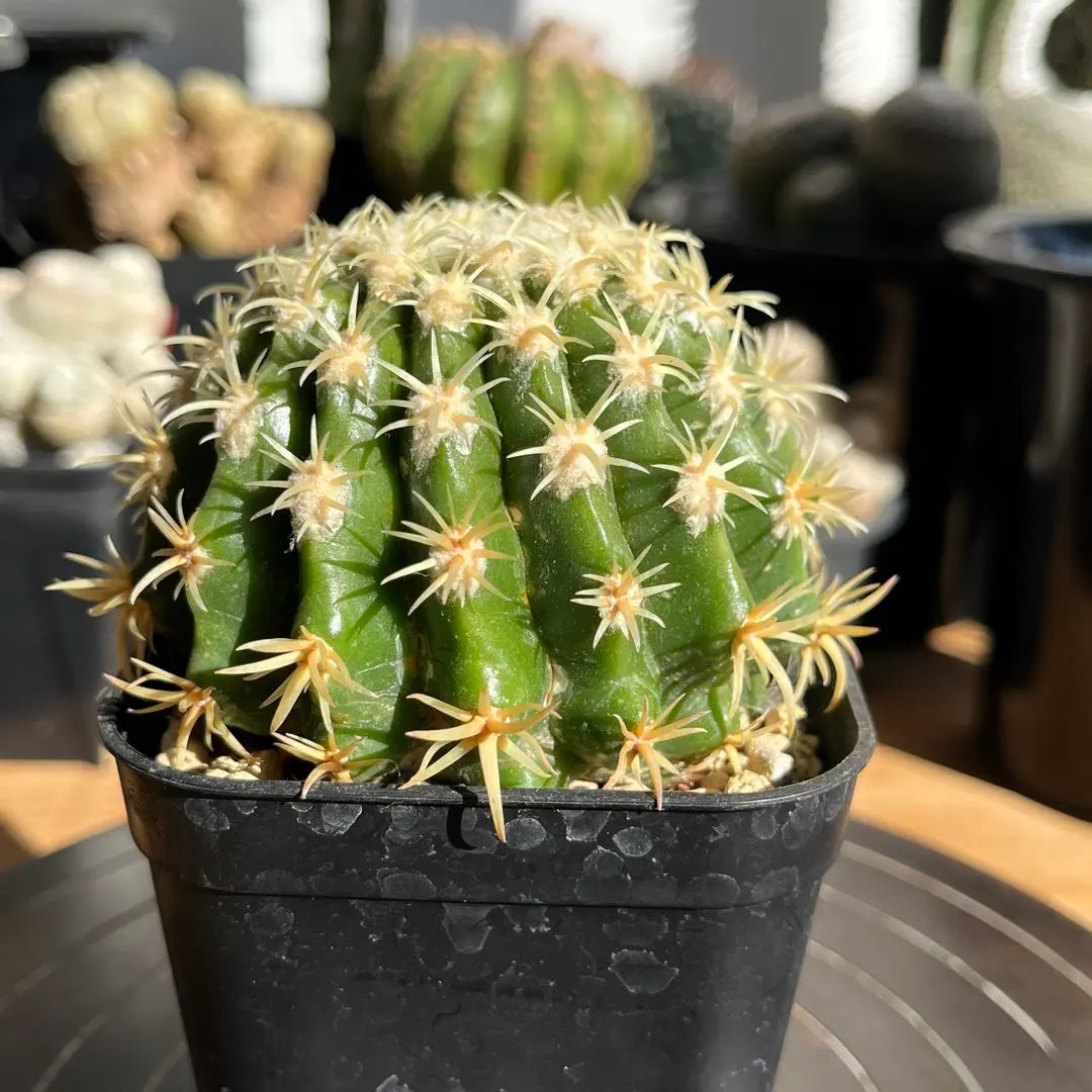 2026年最新】短刺金鯱の人気アイテム - メルカリ