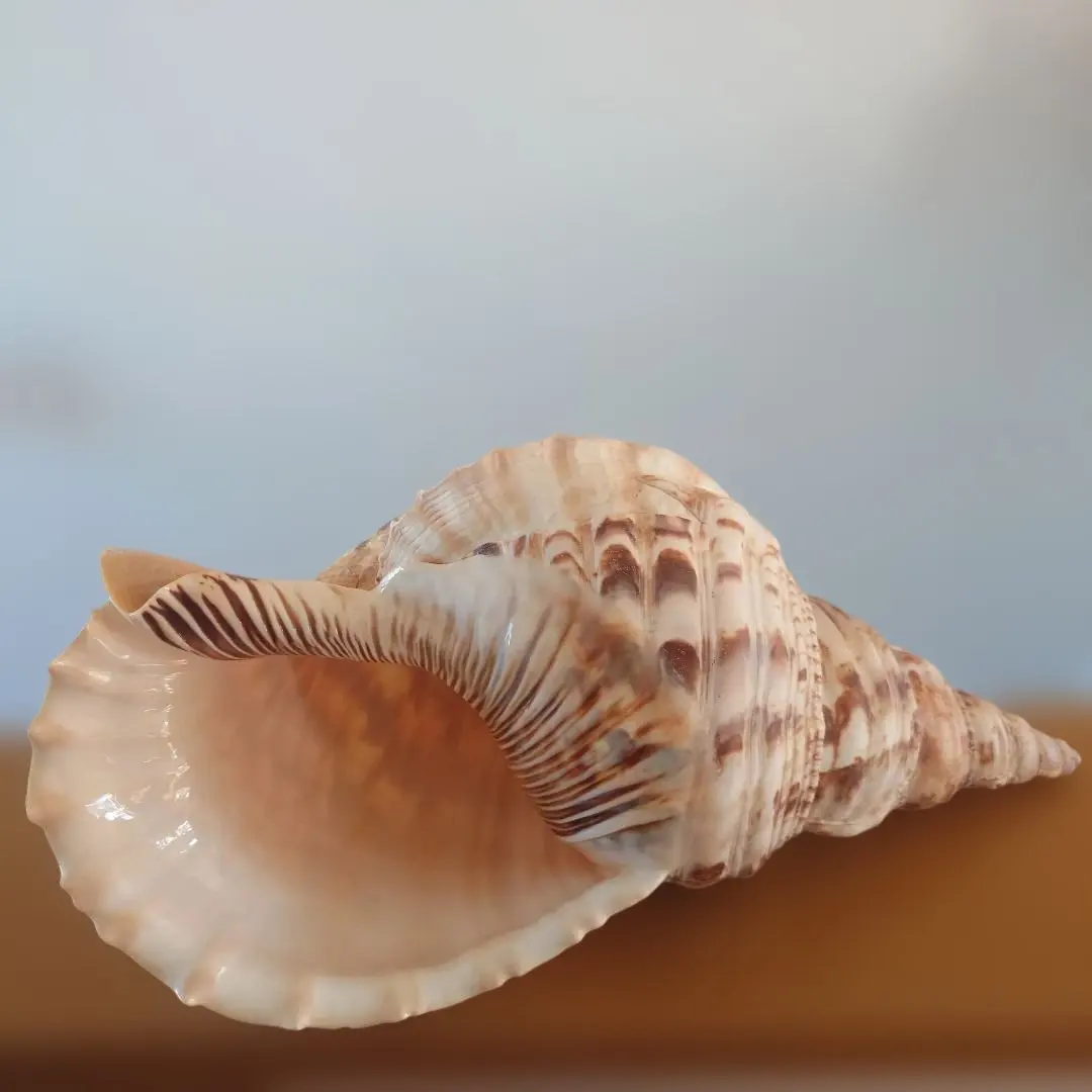 2026年最新】ほら貝 笛の人気アイテム - メルカリ