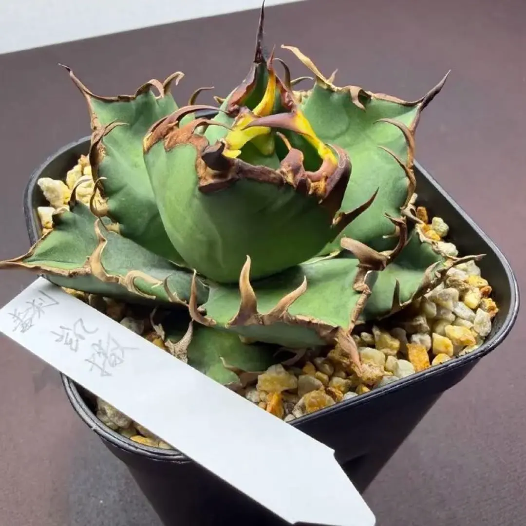 2026年最新】毒刺 アガベの人気アイテム - メルカリ