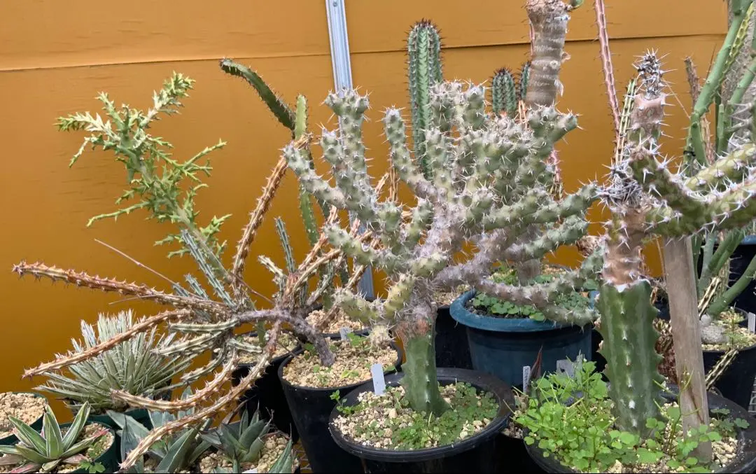 2026年最新】ユーフォルビアフスカの人気アイテム - メルカリ