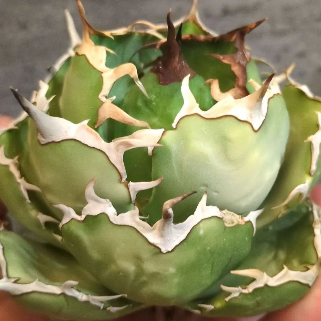 m45369303342_1.jpg?1768042943